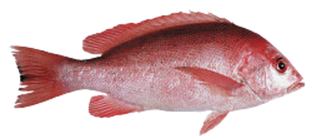 Red Snapper